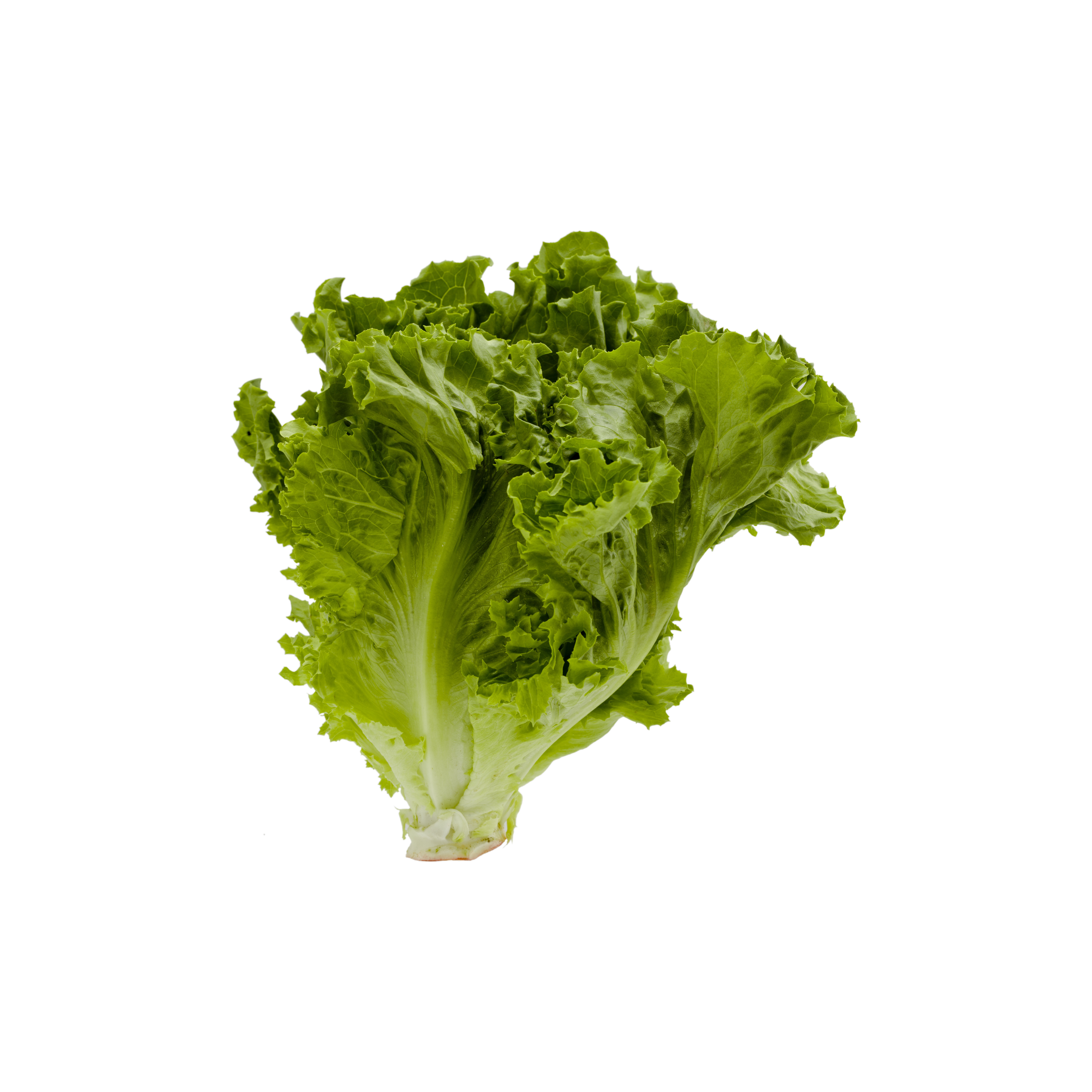 Baby Romaine Lettuce (Selada Romaine Muda) 250g