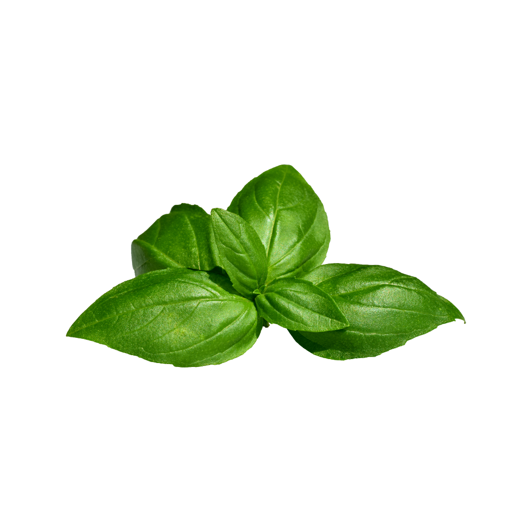 Basil Leaf (Daun Basil) 250g