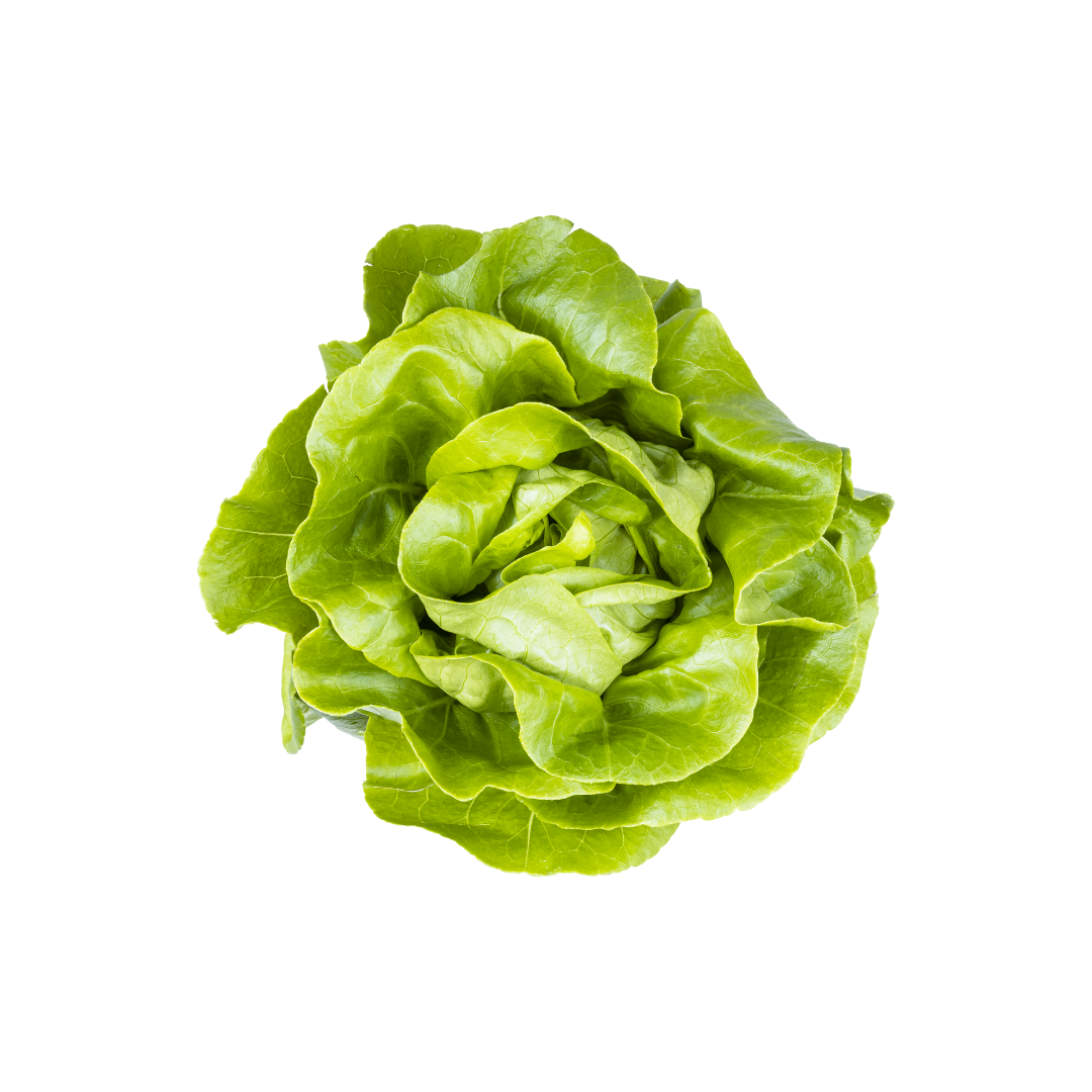 Butterhead Lettuce (Selada Butterhead) 250g