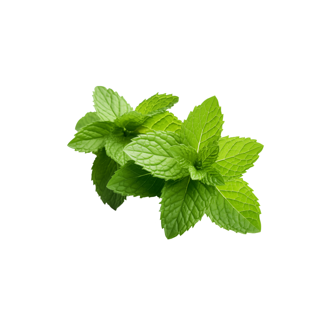 Mint Leaf (Daun Mint) 250g